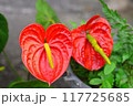 Anthurium flower 117725685