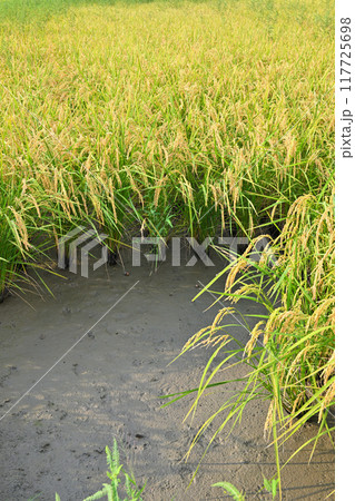 たわわな黄金色の稲穂　収穫を待つ田圃　さいたま市　　　 117725698