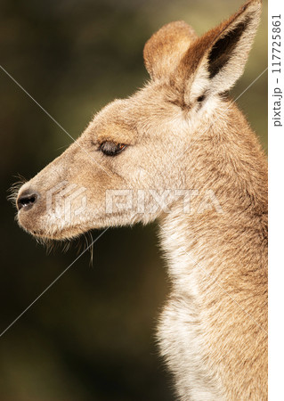 Eastern Grey Kangaroo 117725861
