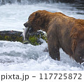 サケを採って食べるアラスカのグリズリーベアー 117725872