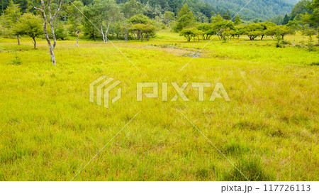 入笠山の夏　大阿原湿原の風景　長野県富士見町　日本 117726113