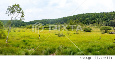 入笠山の夏　大阿原湿原の風景　長野県富士見町　日本 117726114