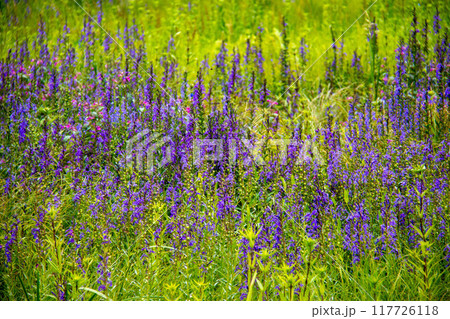 入笠山の夏　入笠湿原の風景　サワギキョウ　長野県富士見町　日本 117726118