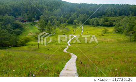 入笠山の夏 入笠湿原の風景 長野県富士見町 日本 入笠山の夏 入笠湿原の風景 長野県富士見町 日本 117726120