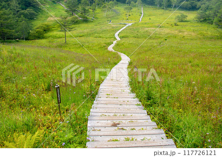 入笠山の夏　入笠湿原の風景　長野県富士見町　日本 117726121