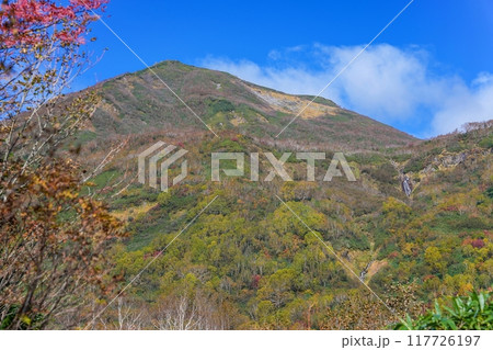 青空バックに見る栂池自然園の紅葉情景 117726197