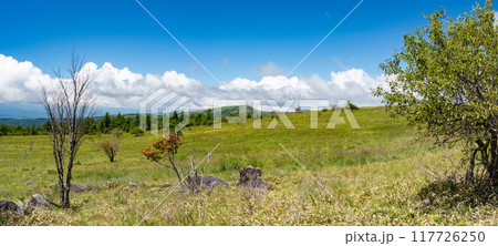 絶景の八子ヶ峰トレッキング 長野県 日本 絶景の八子ヶ峰トレッキング 長野県 日本 117726250