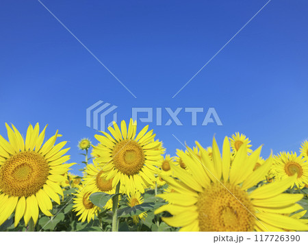 真夏のひまわり畑 117726390