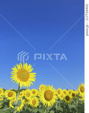 真夏のひまわり畑 真夏のひまわり畑 117726402