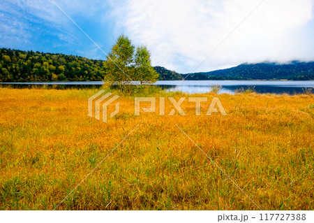 草紅葉の始まった尾瀬沼 草紅葉の始まった尾瀬沼 117727388