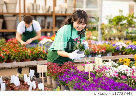 Skilled focused young Asian female florist caring about potted Armeria Caespitosa flowers in greenhouse Skilled focused young Asian female florist caring about potted Armeria Caespitosa flowers in greenhouse 117727447