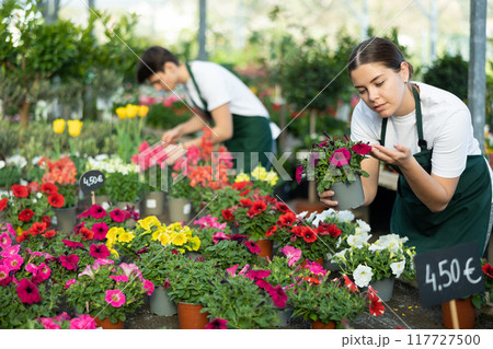 Young salesgirl preparing for sale potted petunias in greenhouse Young salesgirl preparing for sale potted petunias in greenhouse 117727500