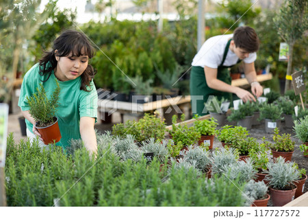 Young asian girl choosing potted rosemary in garden store Young asian girl choosing potted rosemary in garden store 117727572