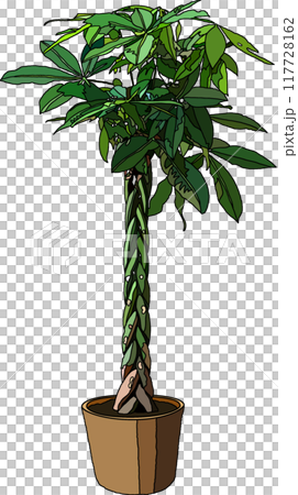 室內植物插圖,透明背景 室內植物插圖,透明背景 117728162