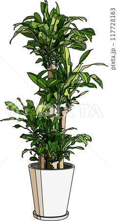 観葉植物イラスト、背景透明 観葉植物イラスト、背景透明 117728163