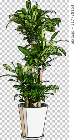 観葉植物イラスト、背景透明 観葉植物イラスト、背景透明 117728163