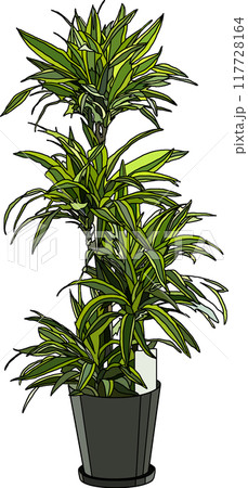観葉植物イラスト、背景透明 117728164
