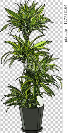 観葉植物イラスト、背景透明 117728164