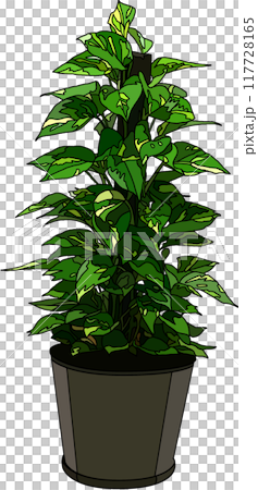 室內植物插圖，透明背景 117728165