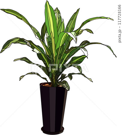 観葉植物イラスト、背景透明 観葉植物イラスト、背景透明 117728166