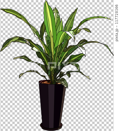 室內植物插圖,透明背景 室內植物插圖,透明背景 117728166