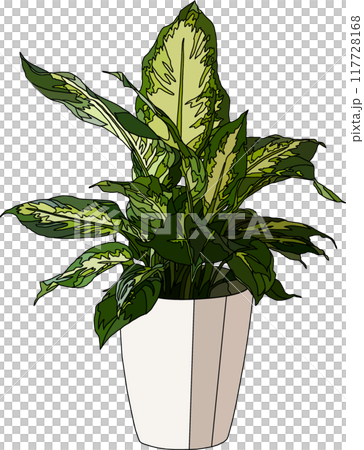 観葉植物イラスト、背景透明 観葉植物イラスト、背景透明 117728168