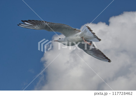 Majestic seagulls soaring against a vibrant blue sky with scattered clouds, essence of freedom 117728462