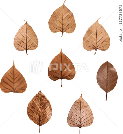 秋　紅葉　葉　植物　飾り　あしらい　イラスト素材セット 117728673