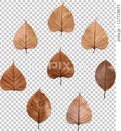 秋　紅葉　葉　植物　飾り　あしらい　イラスト素材セット 117728673