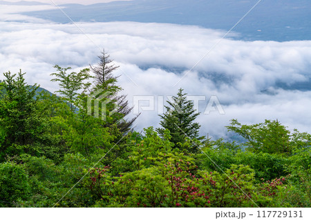 《山梨県》富士山と大雲海・初夏の新道峠 117729131