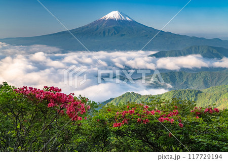 《山梨県》富士山と大雲海・初夏の新道峠 《山梨県》富士山と大雲海・初夏の新道峠 117729194