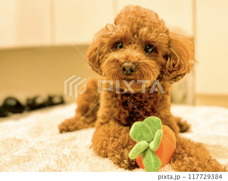 ニンジンのおもちゃで遊ぶトイプードル2 117729384