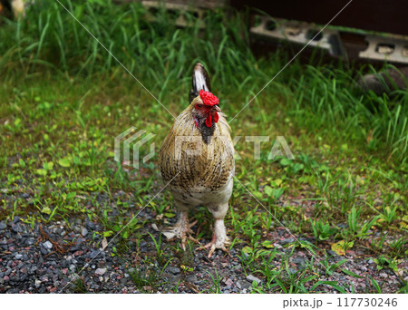 チャボ(矮鶏) ニワトリの一種 チャボ(矮鶏) ニワトリの一種 117730246
