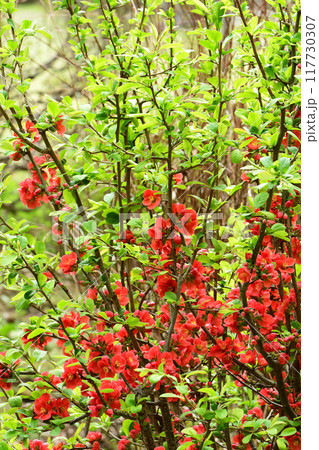 満開のクサボケの花 満開のクサボケの花 117730307