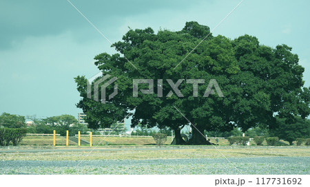 熊谷荒川緑地 117731692