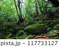 屋久島の白谷雲水峡エリア　苔むす森 117733127