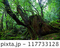 屋久島の白谷雲水峡エリア 　イノシシに似た切り株　苔むす森 117733128