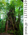 屋久島 紀元杉 117733129