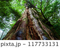 屋久島 紀元杉　横 117733131