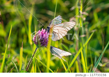 アザミの花の蜜を吸う二匹のエゾシロチョウ 117733156