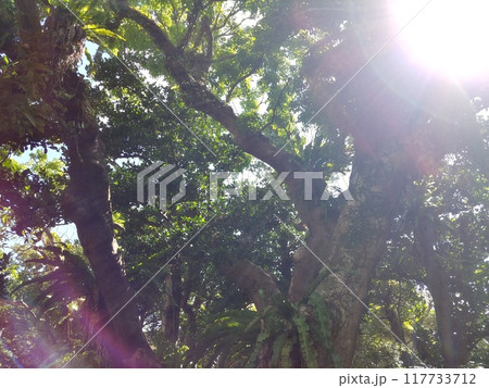 沖縄県金武町　金武観音寺のフクギ 117733712