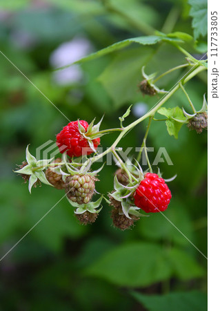 家庭で作ったラズベリー 家庭で作ったラズベリー 117733805