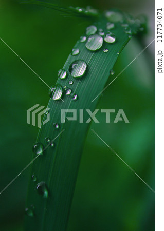 雨の後の草、クローズアップ背景 117734071