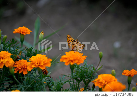 ヒョウモンチョウとマリーゴールド 117734399
