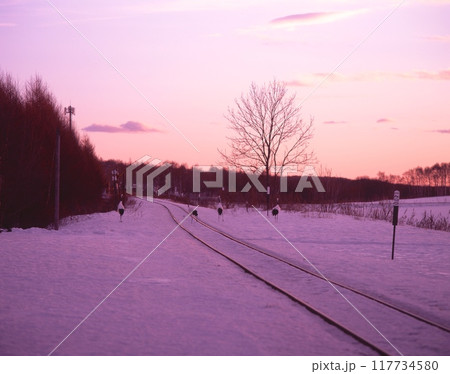 北海道・釧路湿原、タンチョウが見れる駅「茅沼駅」/朝焼けの雪の積もる線路を歩くタンチョウ 北海道・釧路湿原、タンチョウが見れる駅「茅沼駅」/朝焼けの雪の積もる線路を歩くタンチョウ 117734580