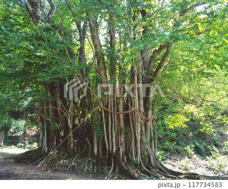 糸井の大カツラ/樹齢1,000年以上/国指定天然記念物/兵庫県朝来市和田山町竹ノ内 糸井の大カツラ/樹齢1,000年以上/国指定天然記念物/兵庫県朝来市和田山町竹ノ内 117734583