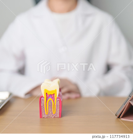 Dentist with tooth Anatomy model. Oral Teeth decay and disease, Scrape off tartar. March Oral health, Dentist Day, False Teeth. Toothache and Children Dental Health Month and Orthodontic Health Day Dentist with tooth Anatomy model. Oral Teeth decay and disease, Scrape off tartar. March Oral health, Dentist Day, False Teeth. Toothache and Children Dental Health Month and Orthodontic Health Day 117734913