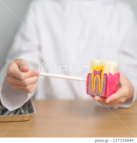 Dentist with tooth Anatomy model. Oral Teeth decay and disease, Scrape off tartar. March Oral health, Dentist Day, False Teeth. Toothache and Children Dental Health Month and Orthodontic Health Day 117734944