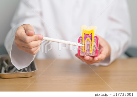 Dentist with tooth Anatomy model. Oral Teeth decay and disease, Scrape off tartar. March Oral health, Dentist Day, False Teeth. Toothache and Children Dental Health Month and Orthodontic Health Day Dentist with tooth Anatomy model. Oral Teeth decay and disease, Scrape off tartar. March Oral health, Dentist Day, False Teeth. Toothache and Children Dental Health Month and Orthodontic Health Day 117735001