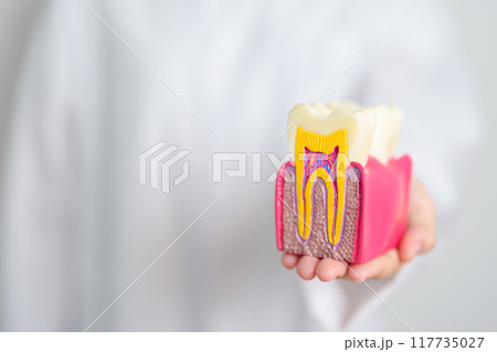 Dentist with tooth Anatomy model. Oral Teeth decay and disease, Scrape off tartar. March Oral health, Dentist Day, False Teeth. Toothache and Children Dental Health Month and Orthodontic Health Day 117735027